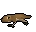Newt