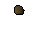 Yew seed