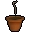 Curry sapling