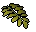 Curry leaf