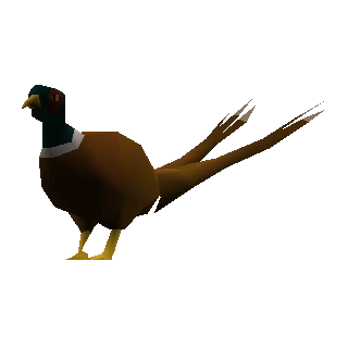 Pheasant