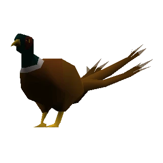 Pheasant