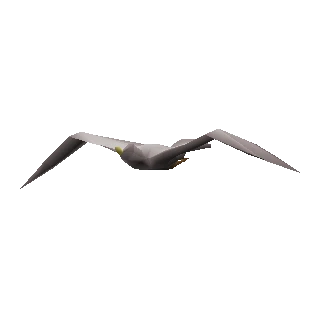 Seagull
