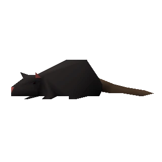 Rat