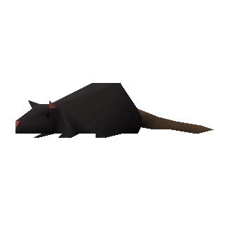 Rat