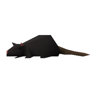 Rat