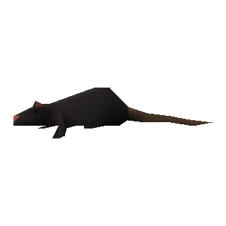 Rat