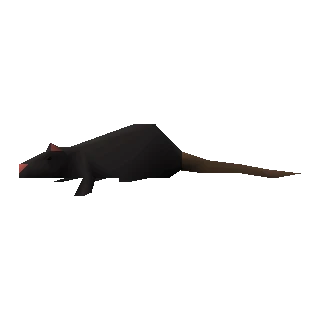 Rat