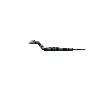 Sea Snake Young