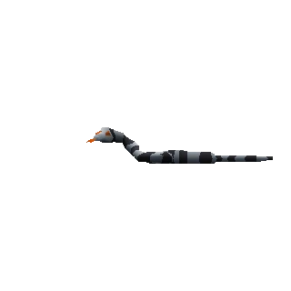 Sea Snake Hatchling