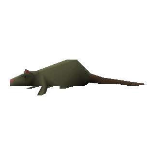 Rat