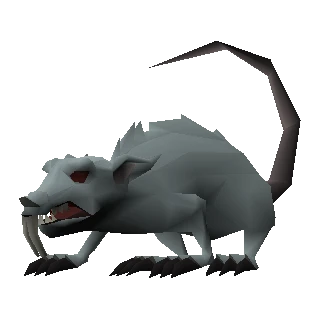 Giant rat