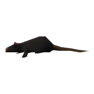 Rat