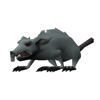 Giant rat