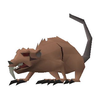 Angry giant rat