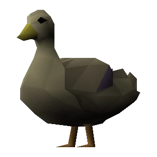 Duck