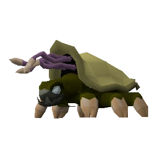 Warped tortoise