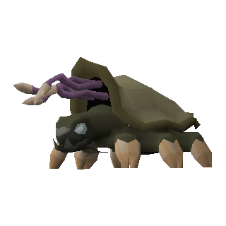 Warped tortoise