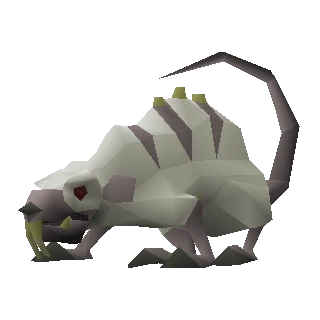 Albino rat