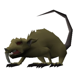 Rat