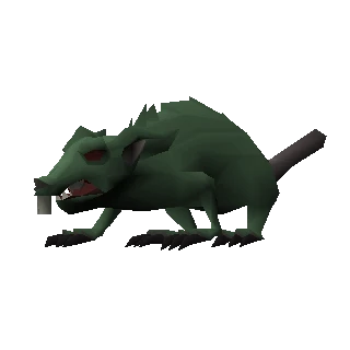 Rat
