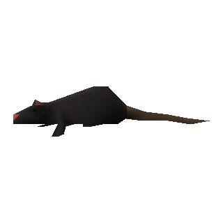 Rat