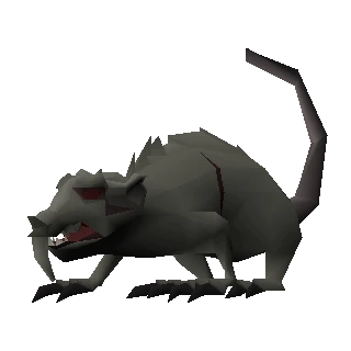 Rat