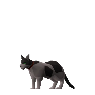 Kittens