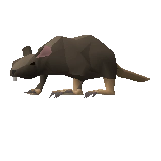 Rat