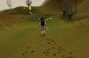 Big Chompy Bird Hunting